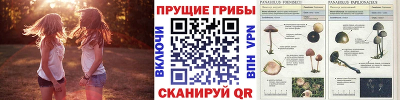 Галлюциногенные грибы Magic Shrooms  Нелидово 